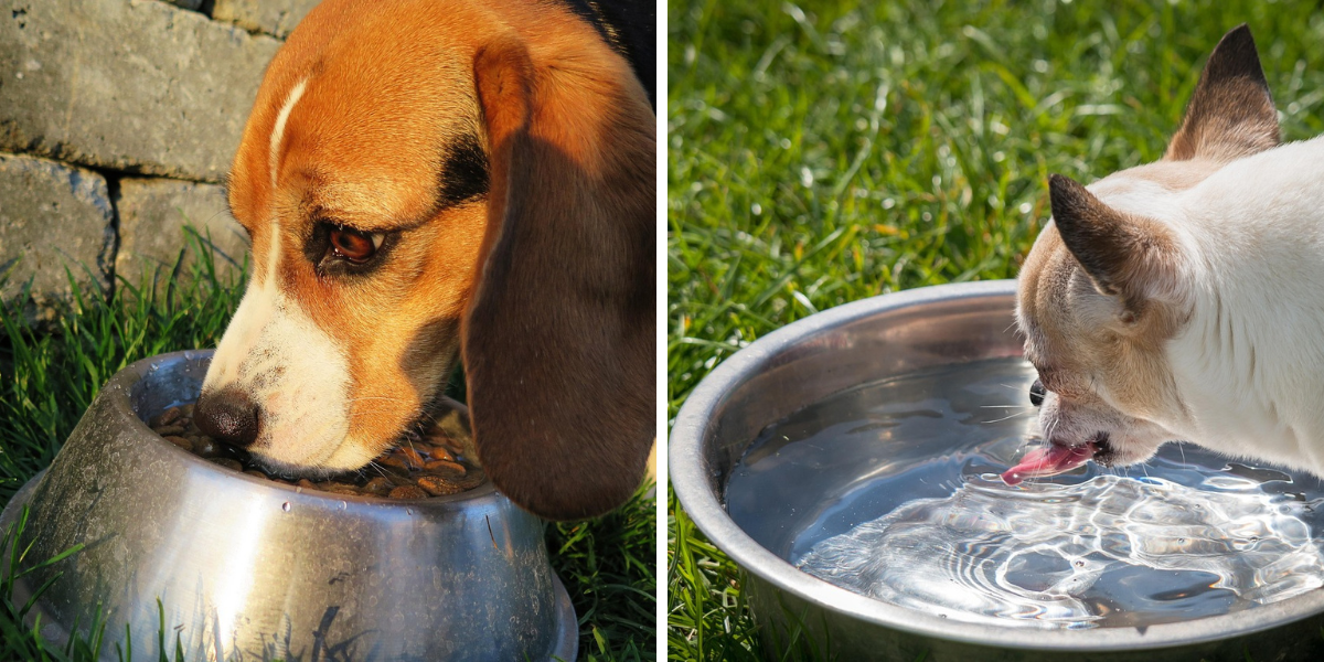 Blog-vyhrivana-miska-pro-psa-2